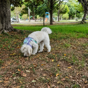 Perfect for our park walks